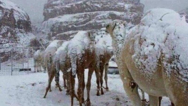Fenomen rar! Deşertul din Arabia Saudită și cămilele au fost acoperite de zăpadă! Imagini inedite!