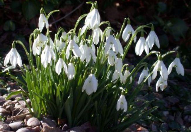 Vreme de primăvară la &icirc;nceputul lui ianuarie. Vom mai avea, oare iarnă?