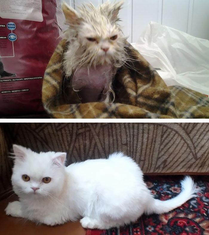 DOVADA că dragostea face minuni! O galerie foto cu pisicuțe înainte și după ce au fost adoptate. Slabe moarte, bolnave și speriate s-au transformat în FELINE REGINE