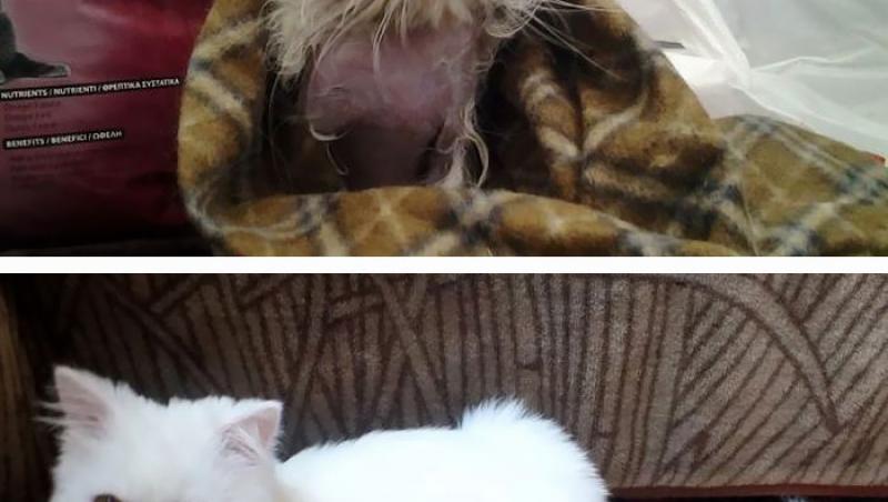 DOVADA că dragostea face minuni! O galerie foto cu pisicuțe înainte și după ce au fost adoptate. Slabe moarte, bolnave și speriate s-au transformat în FELINE REGINE