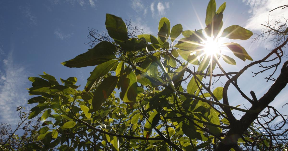 VREMEA 31 ianuarie. Temperaturi ridicate &icirc;n toată Rom&acirc;nia