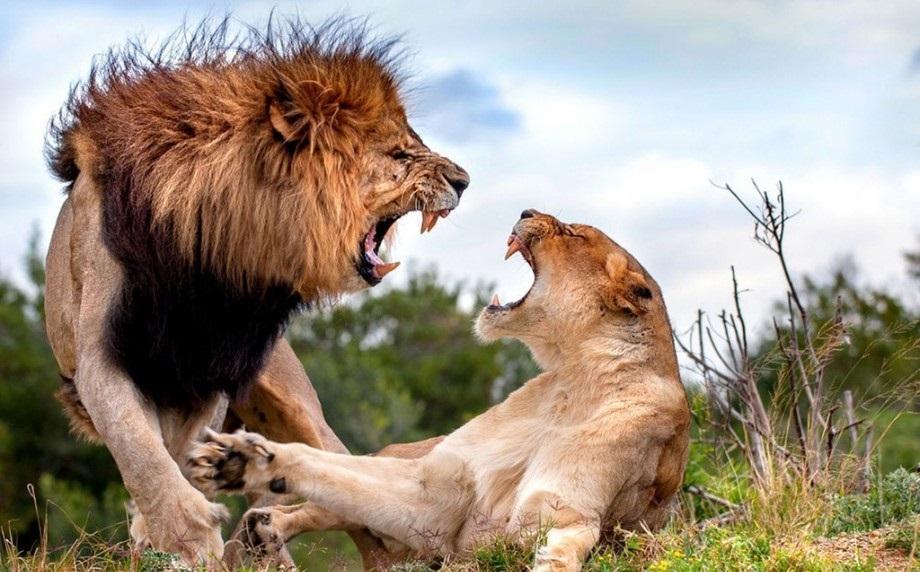 Zodiile  pe care e imposibil să le &icirc;mbl&acirc;nzești. Nu lasă deloc de la ele, se impun și au caracter de lideri! Ești printre ele?