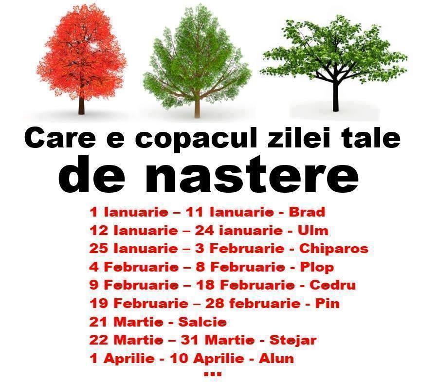 Alege perioada &icirc;n care te-ai născut și află care e copacul vieții tale. El spune multe despre tine: Ești MĂR? Ai noroc &icirc;n dragoste