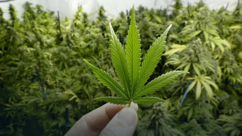 &Icirc;n doar c&acirc;teva zile, consumul de canabis va fi legalizat