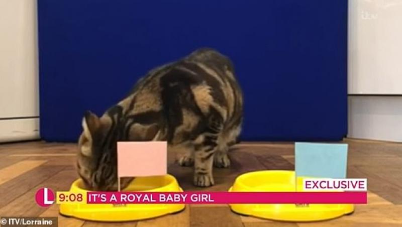 Meghan Markle și Prințul Harry vor avea o fetiță! O felină a prezis totul, în urmă cu puțin timp!