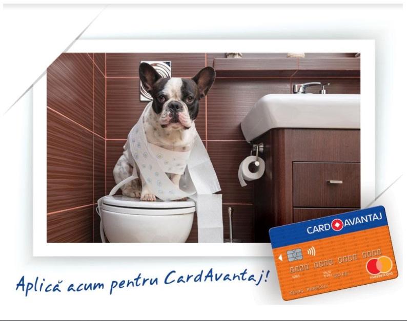 Renovarea pentru iubitorii de animale. Ce soluții există pentru o casă pet-friendly?