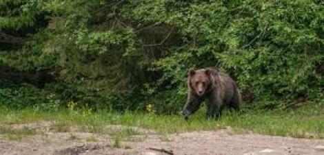 Scene de film HORROR în Prahova! O femeie a crezut că va muri SFÂȘIATĂ de urs! Curajul uluitor al soțului ei