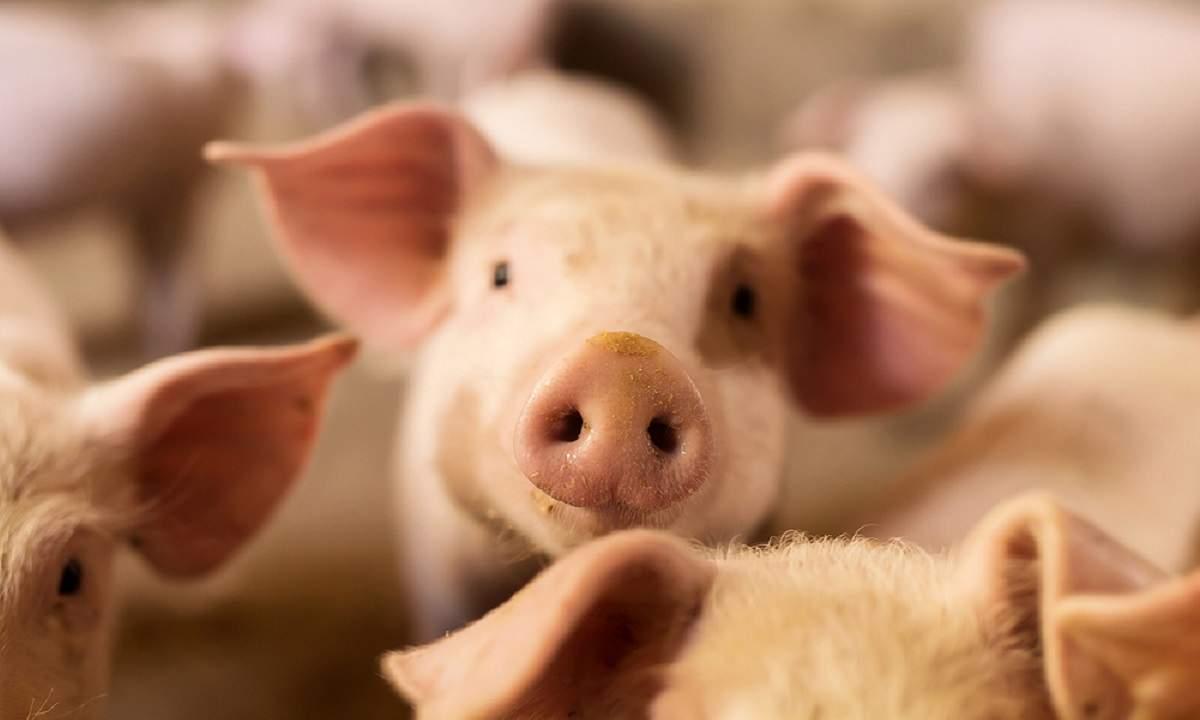 GRAV! Numărul focarelor de pestă porcină a fost DEZVĂLUIT. &Icirc;n c&acirc;te localități face ravagii virusul