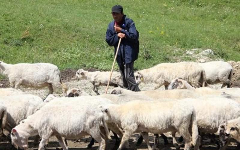 Ministrul Agriculturii a ANUNȚAT! De c&acirc;nd le vor fi dați BANI crescătorilor de animale