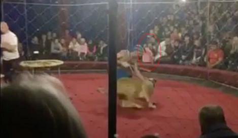 Spectacol de circ MACABRU! O leoaică s-a năpustit asupra unei fetițe. Imagini ȘOCANTE! – FOTO
