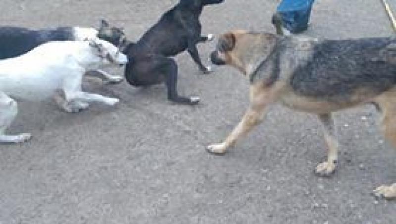 CRUZIME! Imagini ȘOCANTE de la un adăpost pentru câini! Ce au făcut din „cei mai buni prieteni ai oamenilor” - FOTO
