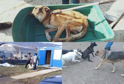 CRUZIME! Imagini ȘOCANTE de la un adăpost pentru câini! Ce au făcut din „cei mai buni prieteni ai oamenilor” - FOTO