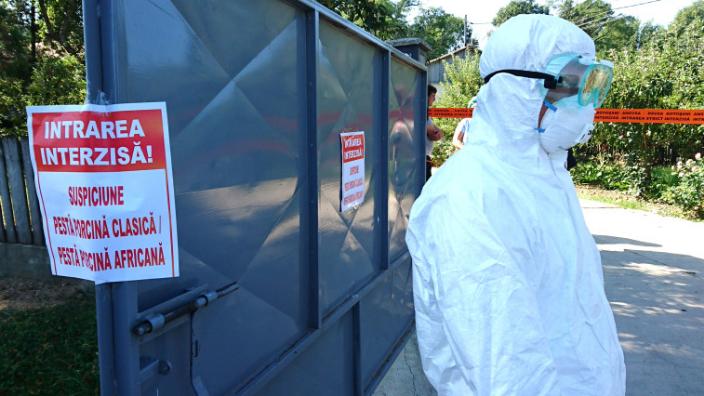 Pesta Porcină: bilanțul unei TRAGEDII economice și sociale