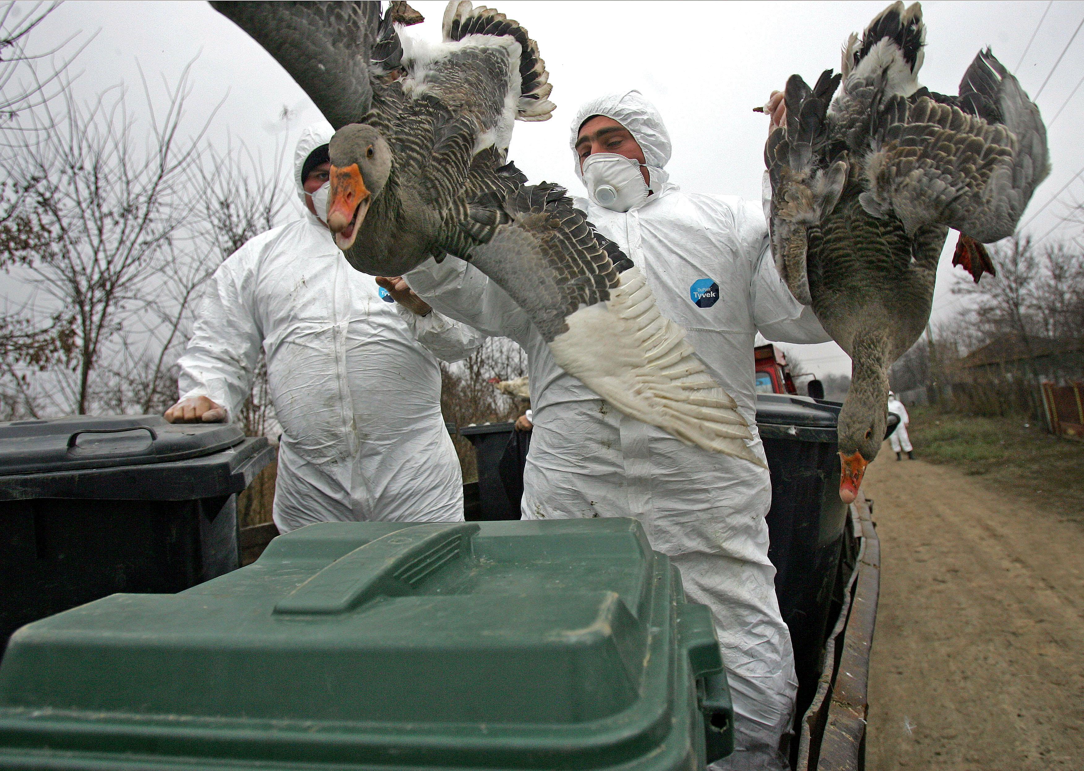 Alertă de GRIPĂ AVIARĂ &icirc;n unul dintre cele mai mari orașe din Bulgaria. C&acirc;t de gravă este situația