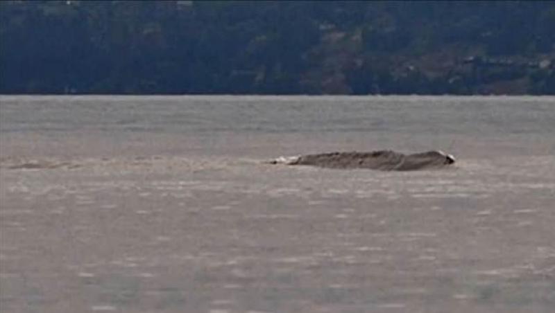 Un MONSTRU misterios a fost surprins într-un lac! Oamenii îl numesc „Loch Ness din Canada”. Arată ÎNFIORĂTOR - FOTO