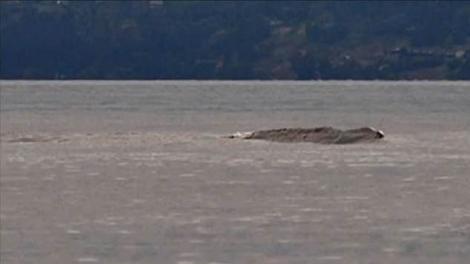 Un MONSTRU misterios a fost surprins într-un lac! Oamenii îl numesc „Loch Ness din Canada”. Arată ÎNFIORĂTOR - FOTO