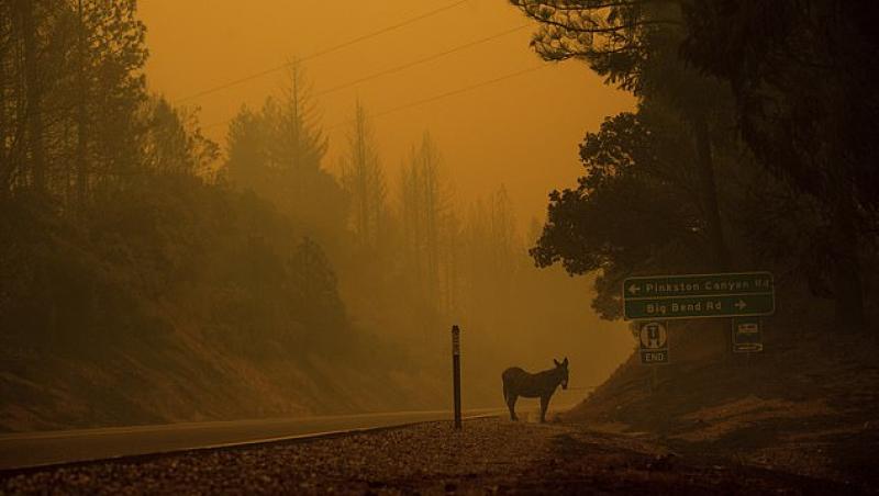 Durere fără margini! Așa arată animalele supraviețuitoare în urma incendiilor devastatoare din Califiornia! Imagini cu puternic impact emoțional