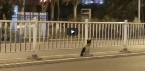 Video emoționant! Un cățel nu se clintește din locul în care i-a murit stăpânul cu trei luni în urmă