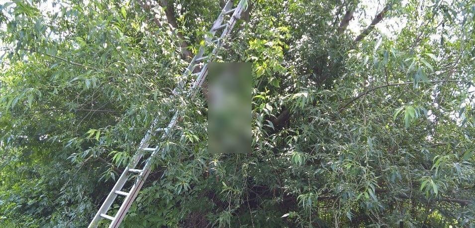 Descoperire macabră! Scheletul unui bărbat sp&acirc;nzurat de mai bine de un an, găsit at&acirc;rnat &icirc;ntr-o pădure