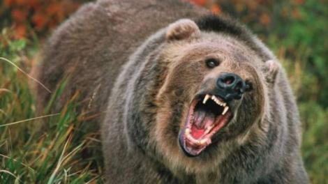 Incident șocant lângă fosta cabană a lui Ceauşescu! Un vânător a fost mușcat de cap de un urs