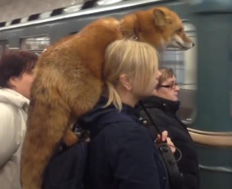 Incident straniu la metrou! O femeie a purtat pe umeri… o vulpe. „Când vrei o haină de blană, dar iubești animalele” – VIDEO
