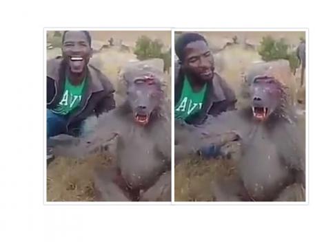 ,,Te doare? Hai nu te mai plânge!" Videoclipul în care un bărbat de culoare tratează cu cruzime un babuin în suferință, a făcut înconjurul lumii!