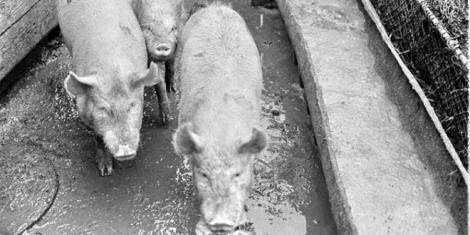 Situație disperată pentru autorități contra pestei porcine! Sătenii speriații ascund porcii vii chiar și în cimitire ca să scape de ochii controalelor.