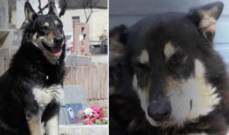 A murit ,,Căpitanul", câinele loial care a vegheat mormântul stăpânului său mai bine de 10 ani. Povestea lui a atins inimile a mii de oameni!