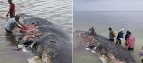Situație dramatică! O balenă a fost găsită moartă într-o zonă din Indonezia populată de turiști. Oamenii de știință sunt îngroziți de ceea ce au găsit în stomacul balenei. Este o amenințare pentru toată planeta!