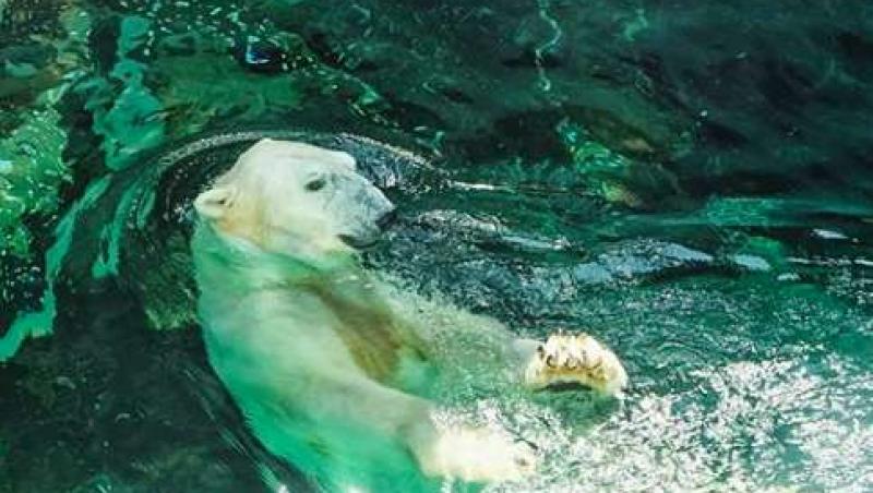 A murit cel mai trist urs polar din lume după ce și-a petrecut 21 de ani într-o cușcă de beton! Povestea lui a emoționat o lume întreagă