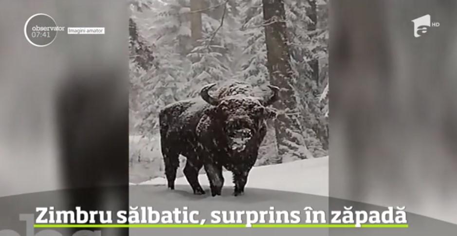 Turiștilor nu le-a venit să creadă ce le-a ieșit &icirc;n cale! Cum a reacționat animalul &icirc;n fața camerelor de filmat |VIDEO