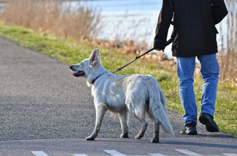 Stăpânii de câini nu mai au voie să își plimbe câinele ziua! Ce alte reguli bizare există