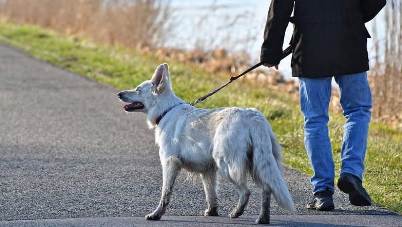 Stăpânii de câini nu mai au voie să își plimbe câinele ziua! Ce alte reguli bizare există