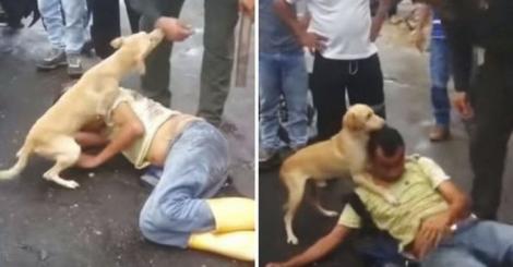 Un câine a topit inimile tururor atunci când a demonstrat în fața unei mulțimi de oameni cât de mult își iubește stăpânul beat