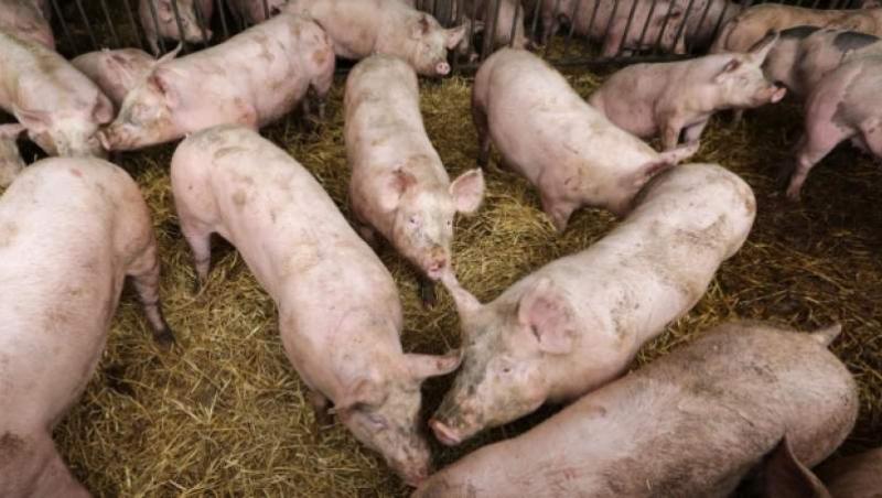 O nouă alertă de pestă porcină în România