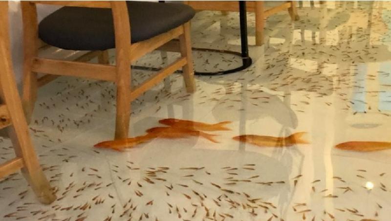 Așa ceva sigur nu ai mai văzut! A fost deschisă o cafenea cu pești care înoată pe podea, pe lângă picioarele oamenilor – FOTO