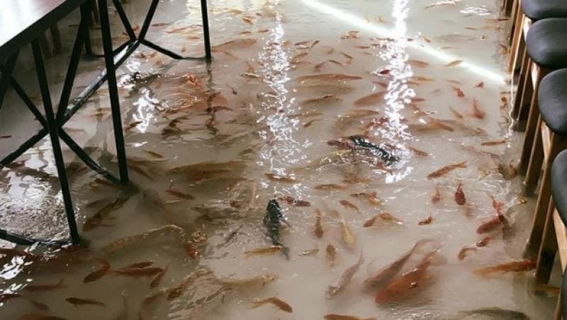 Așa ceva sigur nu ai mai văzut! A fost deschisă o cafenea cu pești care înoată pe podea, pe lângă picioarele oamenilor – FOTO