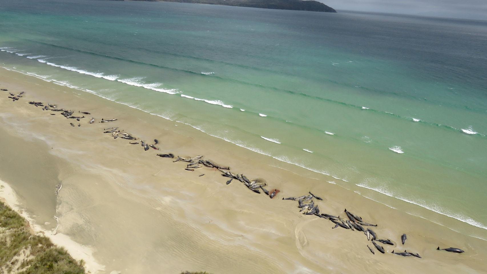 Descoperire macabră! Aproape 150 de balene pilot au murit pe o plajă izolată. Imagini tulburătoare! - FOTO