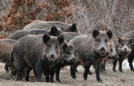 Focarul se extinde fără oprire! Județul în care a fost confirmat primul caz de pestă porcină africană la un porc mistreț
