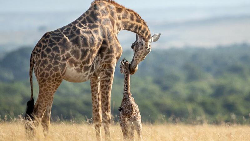 Imaginile care au impresionat o lume întreagă! O mamă girafă disperată luptă pentru a-și salva puiul din ghearele unui leu înfometat