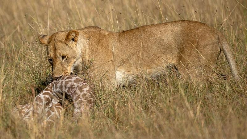 Imaginile care au impresionat o lume întreagă! O mamă girafă disperată luptă pentru a-și salva puiul din ghearele unui leu înfometat
