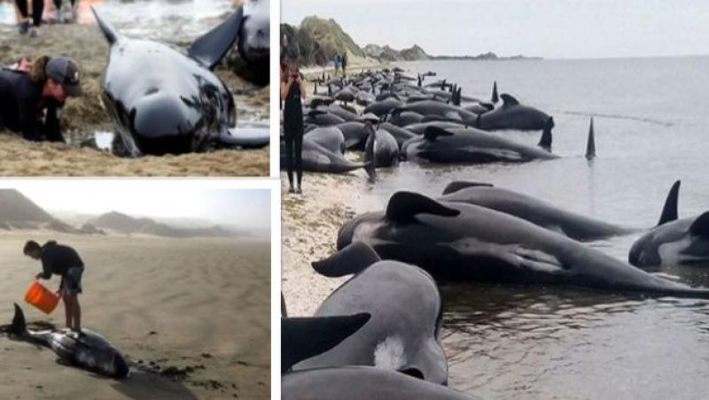 Mărturie șocantă despre moartea celor 145 de balene eșuate pe o plajă: ,,Nu o sa uit niciodată cum plângeau, cum se uitau la mine, cum încercau cu disperare să înoate...