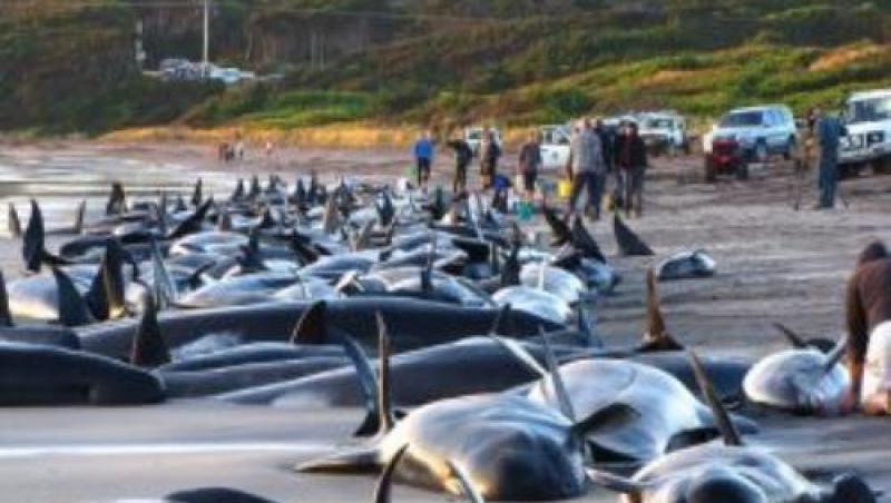 Mărturie șocantă despre moartea celor 145 de balene eșuate pe o plajă: ,,Nu o sa uit niciodată cum plângeau, cum se uitau la mine, cum încercau cu disperare să înoate...