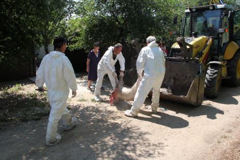 Pesta porcină face RAVAGII! Virusul a provocat despăgubiri de MILIOANE de euro, bani plătiți de statul român