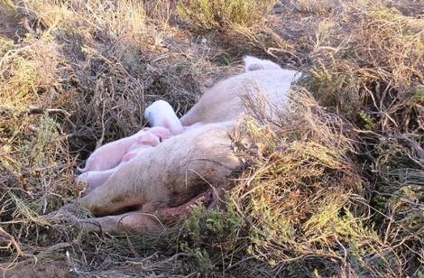 Oamenii intră în PANICĂ din cauza PESTEI PORCINE! Zeci de CADAVRE de porci au fost găsite la marginea localităților dintr-un județ