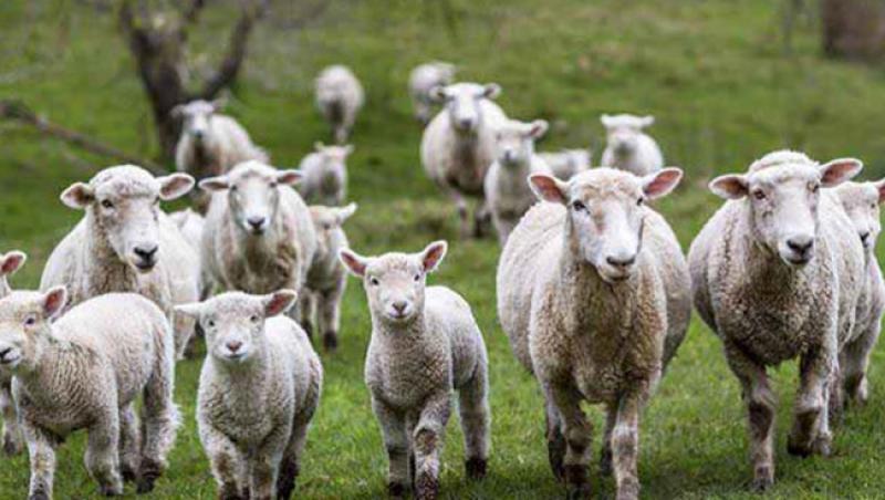 Fermierii români vor rămâne fără animale! O nouă boală decimează oile. Mii de animale au fost deja sacrificate