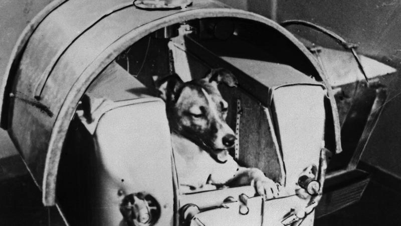 Cel mai faimos câine nu a fost iubit! Laika a fost trimisă de ruși să moară singură și speriată în spațiu. Care a fost cel mai frumos moment din viața ei - FOTO