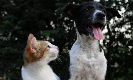 Vestea momentului pentru stăpânii de câini sau pisici! Unde se fac castrări gratuite