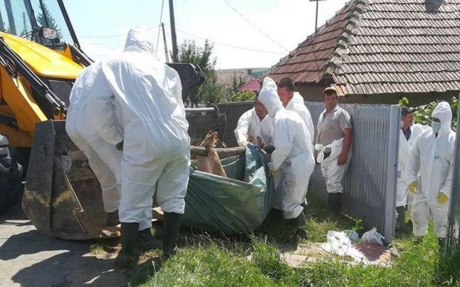 Situație de criză! Virusul pestei porcine a infectat şapte localităţi &icirc;n doar o săptăm&acirc;nă