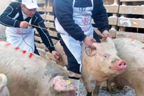 Pesta porcină face ravagii înainte de Crăciun! Județul în care mii de animale vor fi eutanasiate
